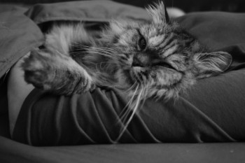 Dieses Bild dient zur Veranschaulichung meiner Arbeit.<br>
Nutzung, Weitergabe und Verarbeitung sind untersagt.<br>
(c) by Daneus.net
