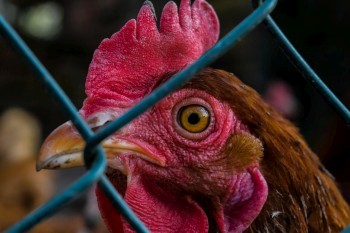 Dieses Bild dient zur Veranschaulichung meiner Arbeit.<br>
Nutzung, Weitergabe und Verarbeitung sind untersagt.<br>
(c) by Daneus.net
