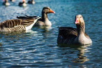 Dieses Bild dient zur Veranschaulichung meiner Arbeit.<br>
Nutzung, Weitergabe und Verarbeitung sind untersagt.<br>
(c) by Daneus.net
