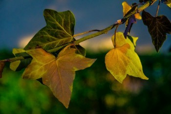 Bild 7<br><br />Dieses Bild ist lizenziert unter einer<br> <a class='license' rel='license' target='_new' href='http://creativecommons.org/licenses/by-nc-nd/4.0/'>Creative Commons Lizenz (CC BY-NC-ND 4.0) </a>.