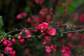 Bild 9<br><br />Dieses Bild ist lizenziert unter einer<br> <a class='license' rel='license' target='_new' href='http://creativecommons.org/licenses/by-nc-nd/4.0/'>Creative Commons Lizenz (CC BY-NC-ND 4.0) </a>.