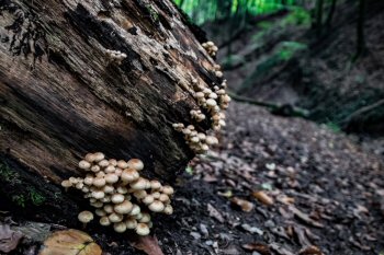 Picture 13<br><br />This picture is licensed under a<br> <a class='license' rel='license' target='_new' href='http://creativecommons.org/licenses/by-nc-nd/4.0/'>Creative Commons Lizense (CC BY-NC-ND 4.0) </a>.