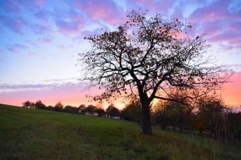 Picture 14<br><br />This picture is licensed under a<br> <a class='license' rel='license' target='_new' href='http://creativecommons.org/licenses/by-nc-nd/4.0/'>Creative Commons Lizense (CC BY-NC-ND 4.0) </a>.