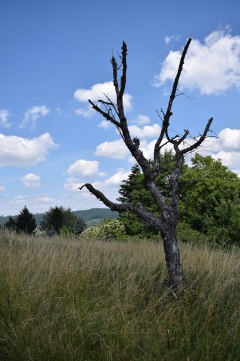 Bild 18<br><br />Dieses Bild ist lizenziert unter einer<br> <a class='license' rel='license' target='_new' href='http://creativecommons.org/licenses/by-nc-nd/4.0/'>Creative Commons Lizenz (CC BY-NC-ND 4.0) </a>.