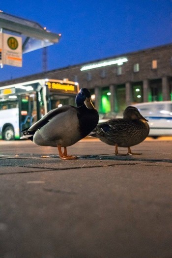 Picture 7<br><br />This picture is licensed under a<br> <a class='license' rel='license' target='_new' href='http://creativecommons.org/licenses/by-nc-nd/4.0/'>Creative Commons Lizense (CC BY-NC-ND 4.0) </a>.